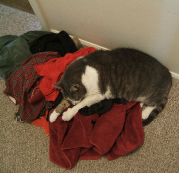 Al asleep on pile of laundry
(If you want to see the picture, you'll have to go to 
                     http://wlweather.net/LETTERS/2015BANN/MAYBAN15.HTM 
                     ) 