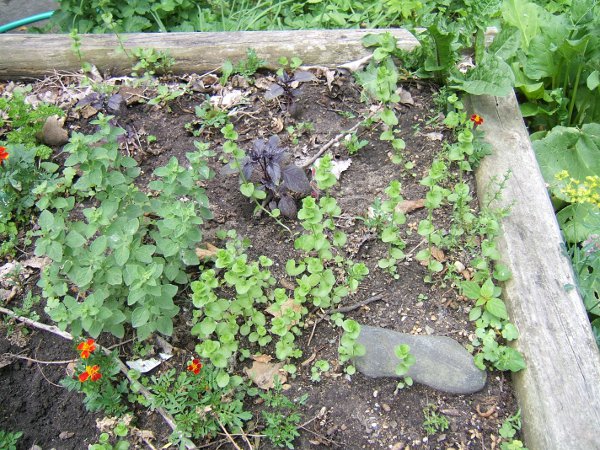 the weed growing in herb bed
