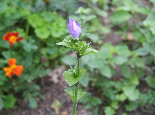 side view of partly-open flower