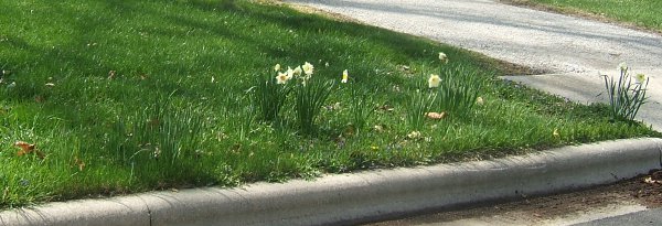 http://LETTERS/2021BANN/Flowers2.JPG : narcissus by the road