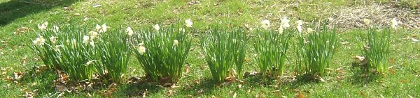 http://LETTERS/2021BANN/Flowers4.JPG : white daffodil row