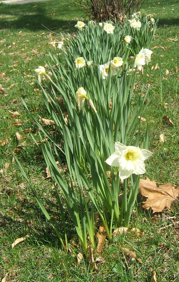 http://LETTERS/2021BANN/Flowers5.JPG : close-up of white daffodil