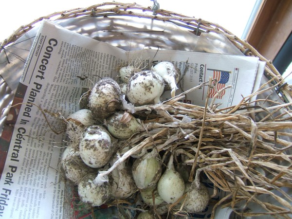 onions in 
                     rosemary basket