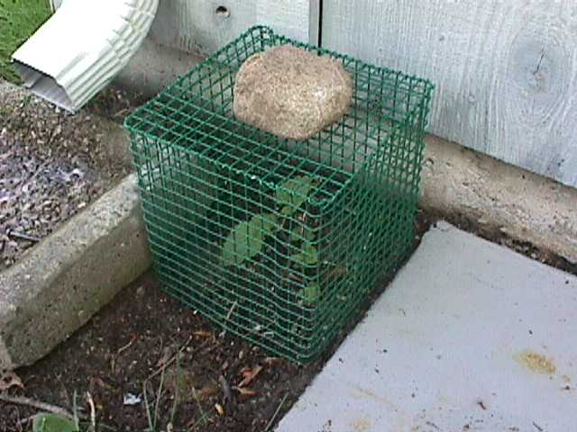 A hardware-cloth cage Dave built to protect the catnip