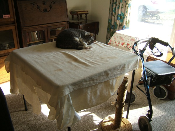 Al asleep on the fabric on the card table